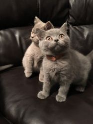 Beautiful Gccf British Shorthairs Kittens