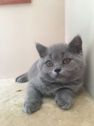 British kitten for sale