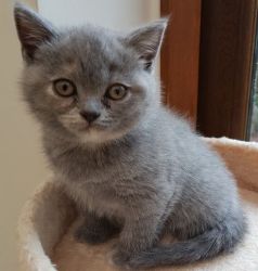 British shorthair kittens now ready to go.