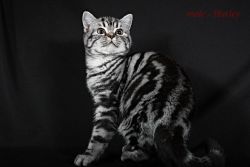 King British shorthair male kitten
