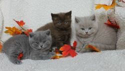 Pedigree British Shorthair Kittens.Text (xxx) xxx-xxx9