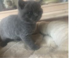 Whiskas Silver Tabby British Shorthair Kittens