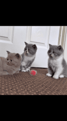 Beautiful British Shorthair Kittens for sale