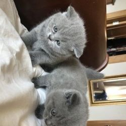 Beautiful British Shorthair kittens available