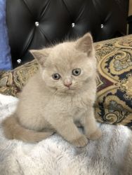 British Shorhair Kittens For Sale!!!