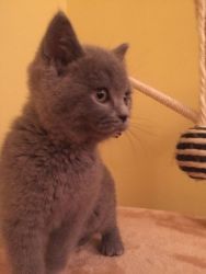 Adorable British Shorthair Kittens For Sale.