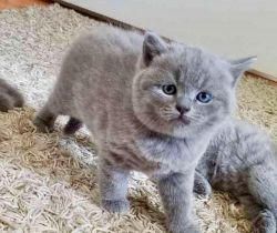 Adorable British Shorthair Kittens.Text us on (xxx) xxx-xxx9