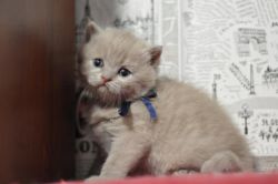 Pedigree Gccf British Shorthair Kittens.Text us on (xxx) xxx-xxx9