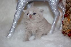 Pedigree Gccf Registered British Shorthair Kittens.Text us on (407) 84