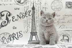 Beautiful Pedigree British Shorthair Kittens Text (xxx) xxx-xxx9