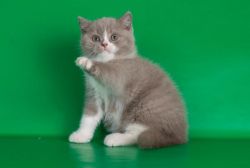 Stunning British Shorthair kittens Text (xxx) xxx-xxx9