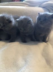 Cute British Shorthair kittens for sale