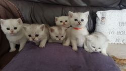 silver tipped kittens