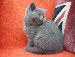 Stunning, champion lined British Shorthair kittens Text (xxx) xxx-xxx9