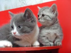 Adorable British Shorthair Kittens Text (xxx) xxx-xxx9