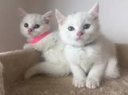 Pure Active White And Black British Shorthair Kittens for Sale!