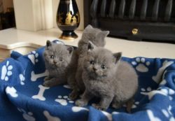 Certainly Litters Blue British Shorthair