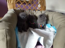 Male and female British shorthair cats