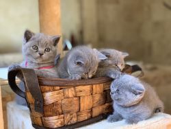 British Shorthair Kittens for Sale (local pickup only)