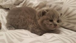 Blue British shorthair kitten