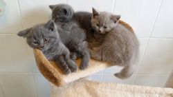 Beautiful british shorthair kittens