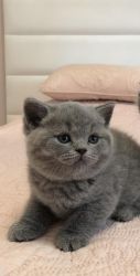 Gorgeous British shorthair kitties