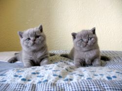 British shorthair kitties . Color in classic blue