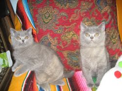 British Shorthair Blue Kittens Available