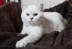 Wonderful male British Shorthair kittens with pedigree