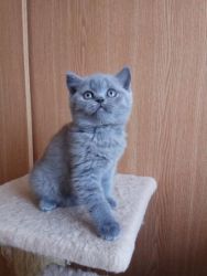 Active Male and Female British Shorthair kittens