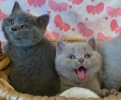 British Shorthair kittens ! Ready for Valentines day