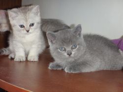 British Shorthair Kittens from Europe