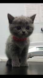 British Blue Shorthair Kittens Available