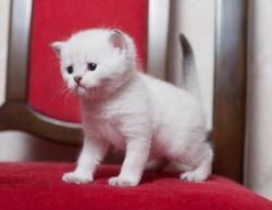 Kitten of British Shorthair breed with white coat and blue eyes