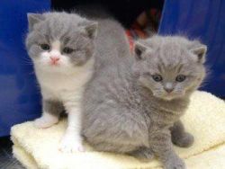 Fantastic Male and Female British Shorthair Kittens