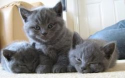 Three Large British Shorthair Kittens