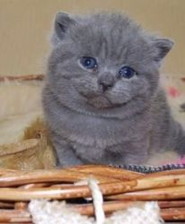 Amazing Quality British Shorthair Kittens