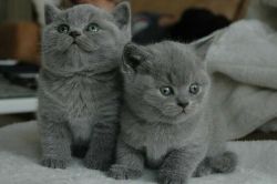 Champions Purebred British Shorthair Kittens
