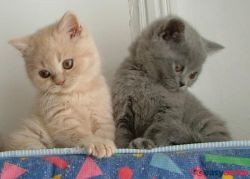 Microchipped Blues British Shorhaired Kittens