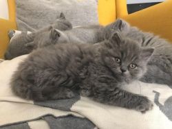 Stunning GCCF Active Registered British Shorthair Kittens