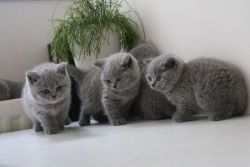 Full Blue British Shorthair Kittens