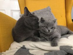 Beautiful Temperament British Shorthair Kittens