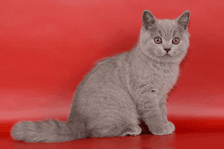 Cuddly and Playful British Shorthair Kittens