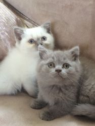 Pedigree British Shorthair Kittens