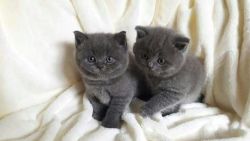 2 boys and i girl pure British short hair kittens