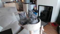 Pedigree British Shorthair Kittens for sale