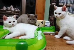 pedigree registered British shorthair kittens