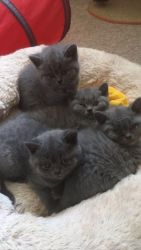 Gccf Reg Bsh Kittens Boys + Girls