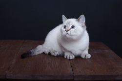 Little white teady-beat – British Shorthair kittens