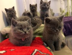 Homes raised British shorthair Kittens available.